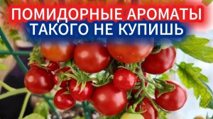 Самый сладкий томат для подоконника - аромат помидоров зимой, который не купишь в магазине