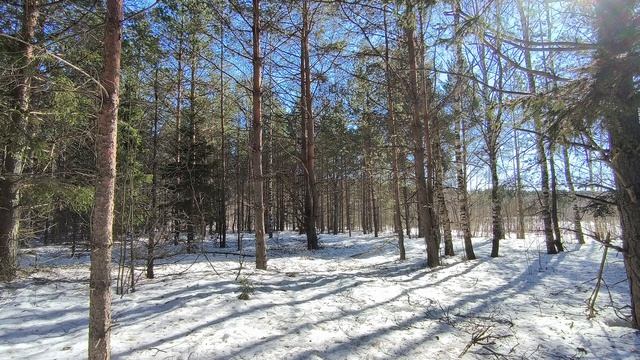 Солнечный день в зимнем лесу. ч.4. Март 2026