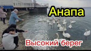 Лебединная стая приплыла.