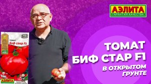 Томат БИФ СТАР F1 в ОТКРЫТОМ ГРУНТЕ