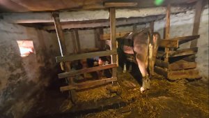 Муж остался на хозяйстве, меня родители забрали в город.