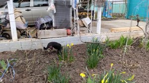 Весенние заботы и работа