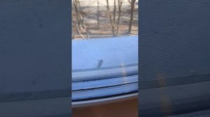 мини влог с басиками и с Лили!В последней части Миша упал😱😱