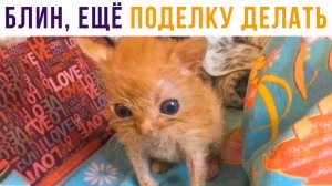 Вспомнил про поделку в 12 ночи) Приколы с котами