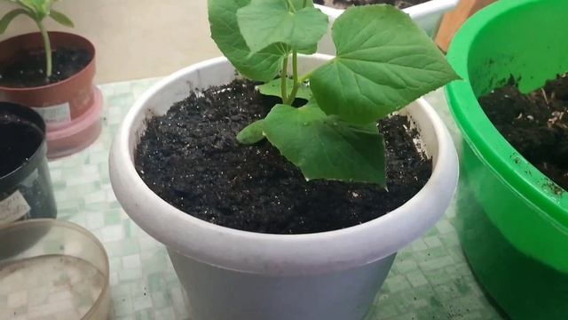 Август 2025 года.
Огурчики переехали в свои домики. 
Что ещё посадила.