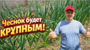 Первая весенняя подкормка чеснока для сочно-зелёных листьев!