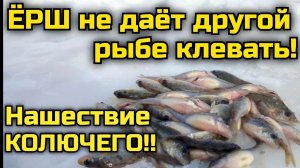 Ёрш не даёт другой рыбе клевать. Ловля ерша зимой.