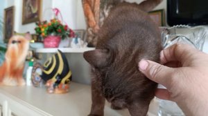 Ириска проказница