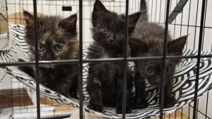 СПАСЕННЫЕ с крыши КАРАПУЗЫ полностью готовы к переезду в сови новые семьи!