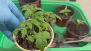 Мои томаты на ранний урожай пикирую.