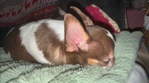 Доброго вечера и самых сладких снов!