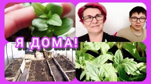Рассада, теплица, участок. Что изменилось в моё отсутствие? 😔