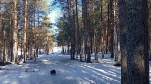 В сосновом бору