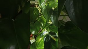 Кривое зеркальце обзоры на Губареву-  Сенсация! Губарева постриглась.