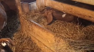 Немного о козах/ Готовимся к окотам