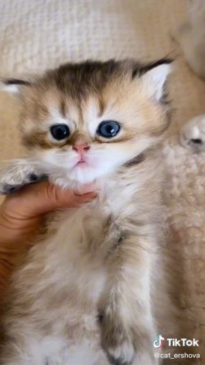 КОТИКИ