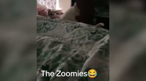 ПРИКОЛЫ С ЖИВОТНЫМИ ДО СЛЕЗ | Funny ANIMALS