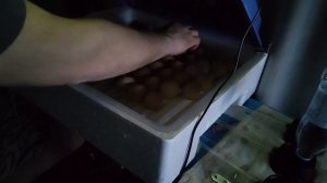 Инкубатор Ряба -64  первый раз пробуем что получится