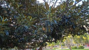 АРГЕНТИНА 1 вид.