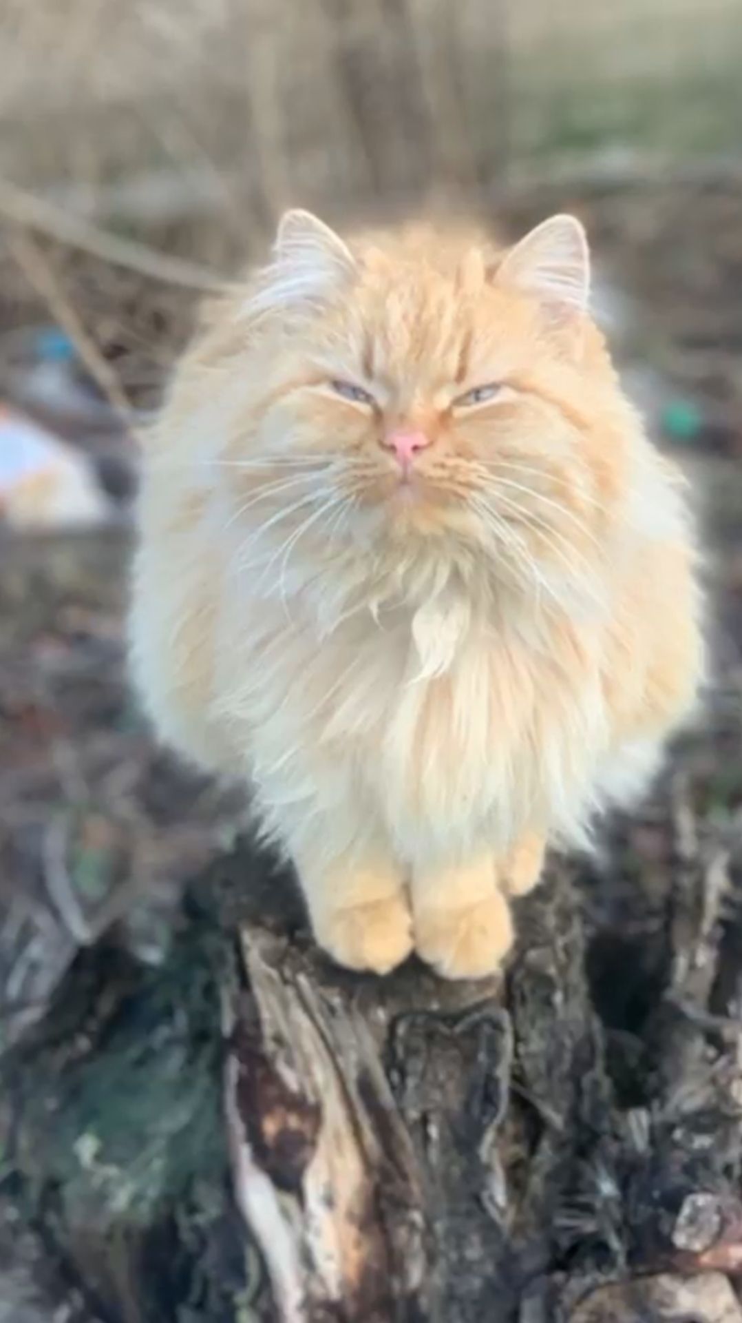 Нет им места нигде, требуют срочно забрать с передержки... #Shorts #кошки