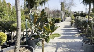 Магнолия GRANDIFLORA LITTLE GEM, CLT 3, 125-150, ASTONE