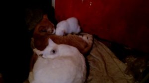 Мои Кошки. Мелкая не дает спать