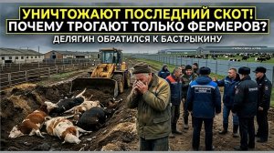 Делягин срочно обратился к Бастрыкину Пока у фермеров уничтожают скот, агрохолдинги не трогают