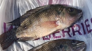 открытие сезона 2026.Ловля телапии на спиннинг.Ловля на отводной поводок.