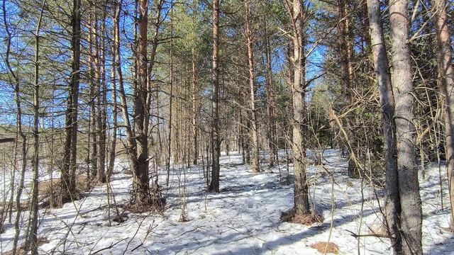 Солнечный день в зимнем лесу. ч.18. Март 2026