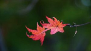 Почему именно 22 марта исполняются все желания.