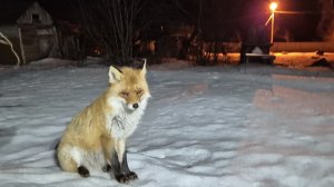 (1245) Лиса приходит втгости. Март 2026