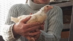 Шея больше не загибается, хотя лечение продолжается. Цыплёнка переметила, от всех уже не отличается