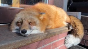 Лиса-Алиса. Скрип на крыльце и прогулка с Белым