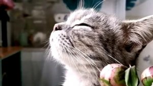 Футаж КОШКА С ЦВЕТАМИ № 512