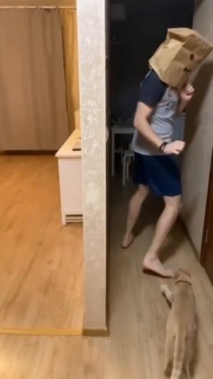 Боевой кот