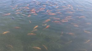 Весна пришла. Разморозка пруда 22.03. 26