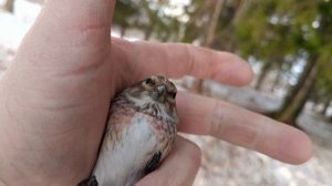 Ловля птиц 22.03.3026.