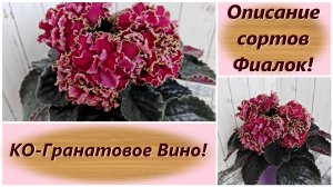 Описание сортов Фиалок! КО-Гранатовое Вино!