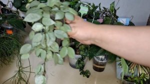 Продолжаю мыть и поливать цветочки 🌸🌸🌸