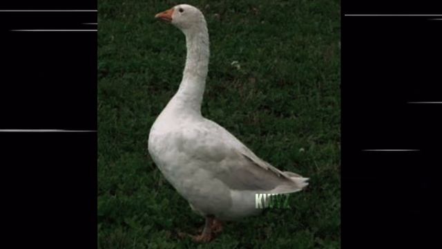 MONTAGEM ORBITA ESPECIAL (Brazilian Funk) ( Ultra Slowed ) - Гусь эдит #2 - DJ ANYZZ, OCEAN, WXRTNAX