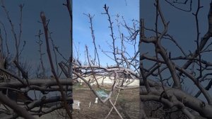 Как смирить и максимально загрузить плодами сильнорослу грушу