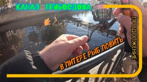 В Питере рыб ловить. Рыбалке в центре города. Канал Грибоедова. Продолжение