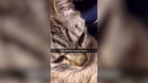 ПРИКОЛЫ С ЖИВОТНЫМИ ДО СЛЕЗ _ Смешные КОТЫ 2022 _ Приколы с КОТАМИ _ Funny ANIMALS video