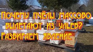 Почему пчёлы массово вылетают из ульев? Разбираем явление