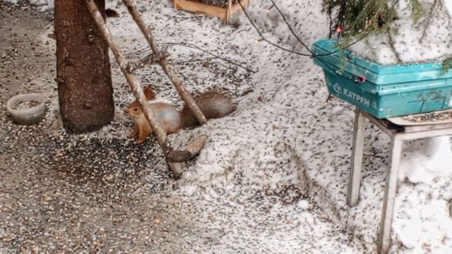 Белая полоска показывает характер