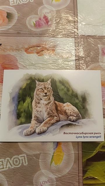 пополнение коллекции