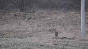 Неожиданная встреча. Две косули, во время прогулки для съёмки.