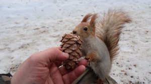 Белки. Зарисовка