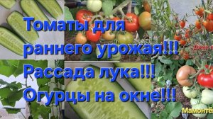 Томаты на ранний урожай!Обзор рассады лук севок,цветы!Огурцы на окне!