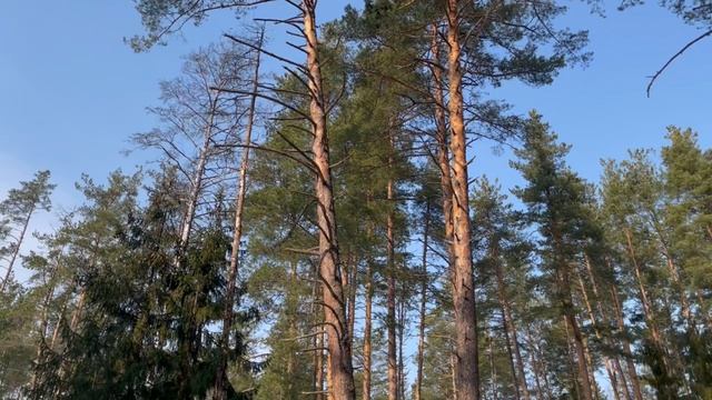 Попали к Зубрам